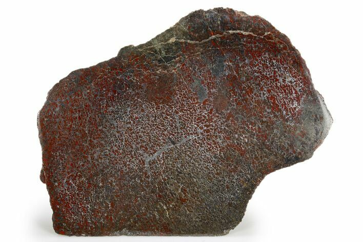 Polished Dinosaur Bone (Gembone) Section - Colorado #324205